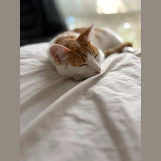 Photo of Nova