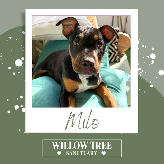 Photo of Milo