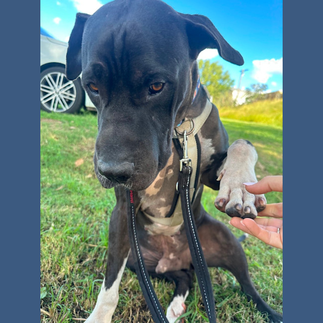 Photo of Boof