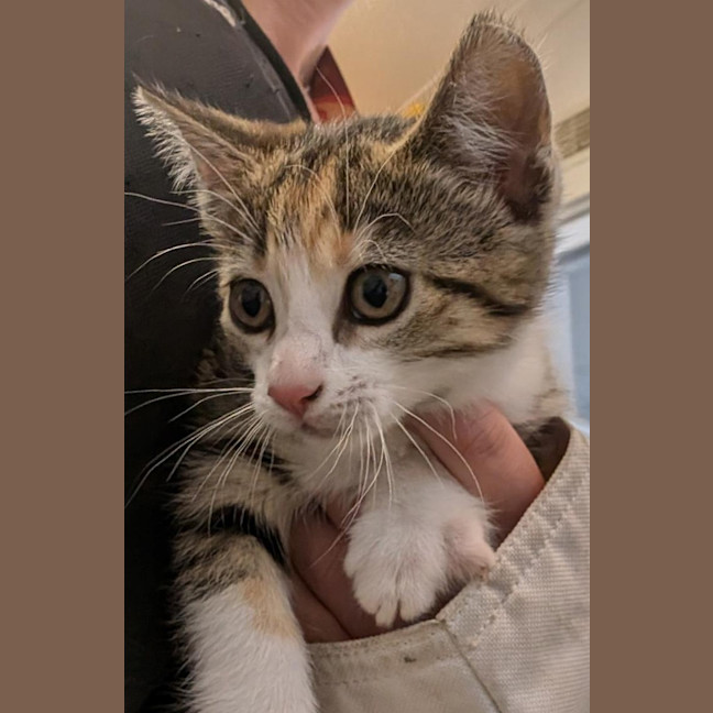 Photo of Clawiflower