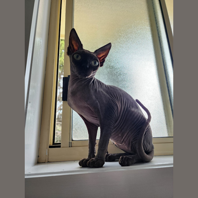 Photo of (Kat) Von D