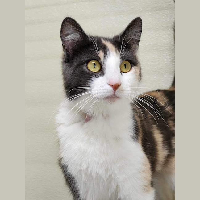 Photo of 🎠 Claire 5501 🎠