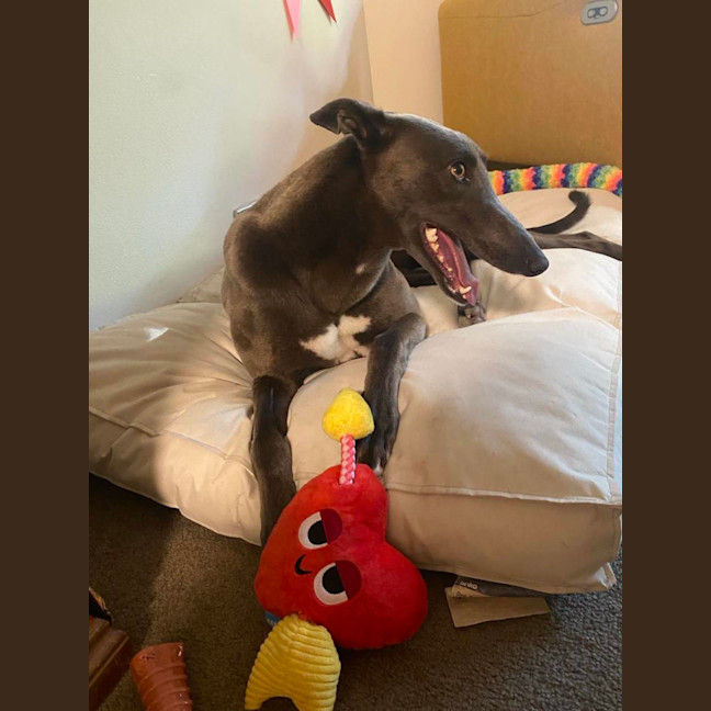 Photo of Meeka, The Loveable Young Rescue Greyhound