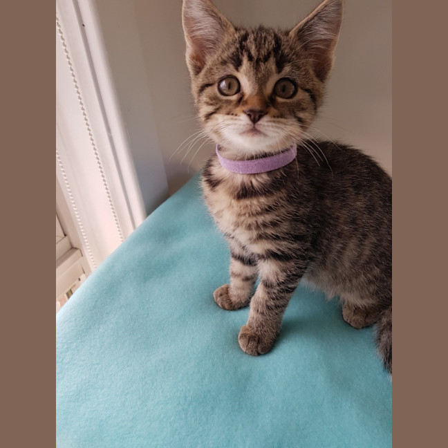 Photo of Nellie