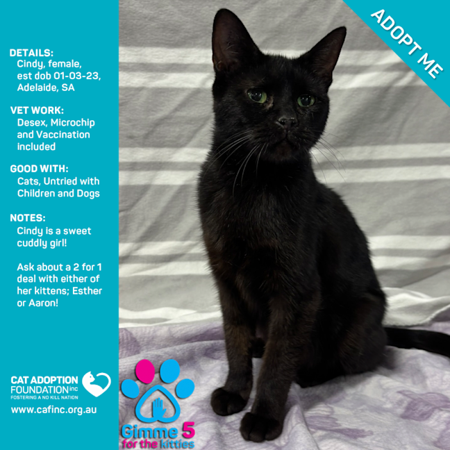 Photo of Cindy Just $50 Limited Time!