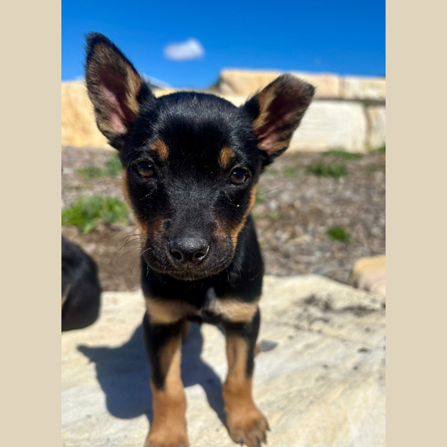 Photo of Stiletto