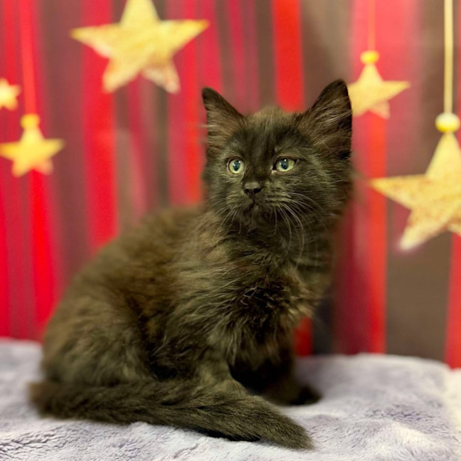 Photo of Kiki   Located In Kew