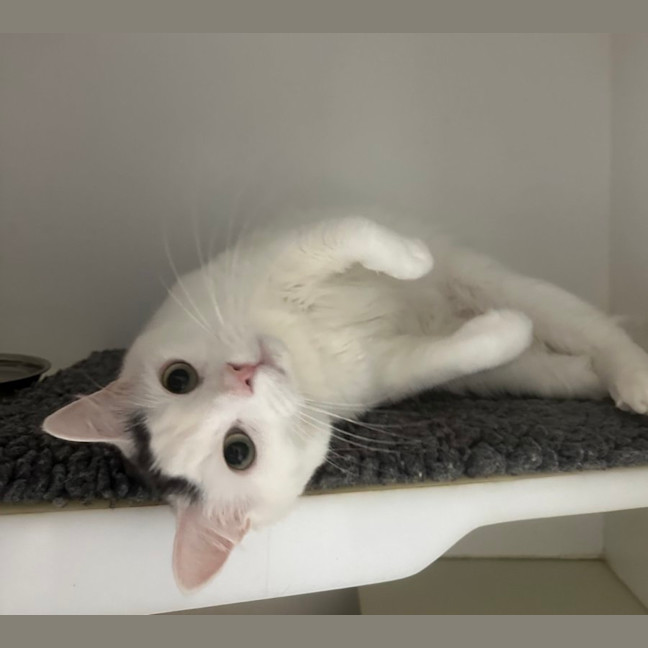 Photo of 😍 Mulley 6716 😍