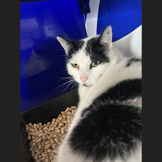 Photo of Patch 