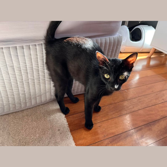 Photo of Jax