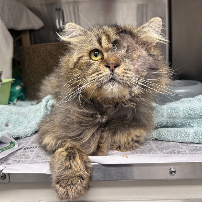 Photo of Simba