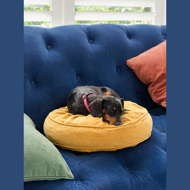 Photo of Penny