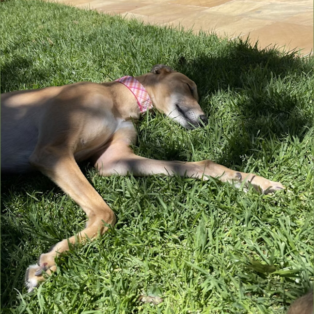 Photo of Ivy