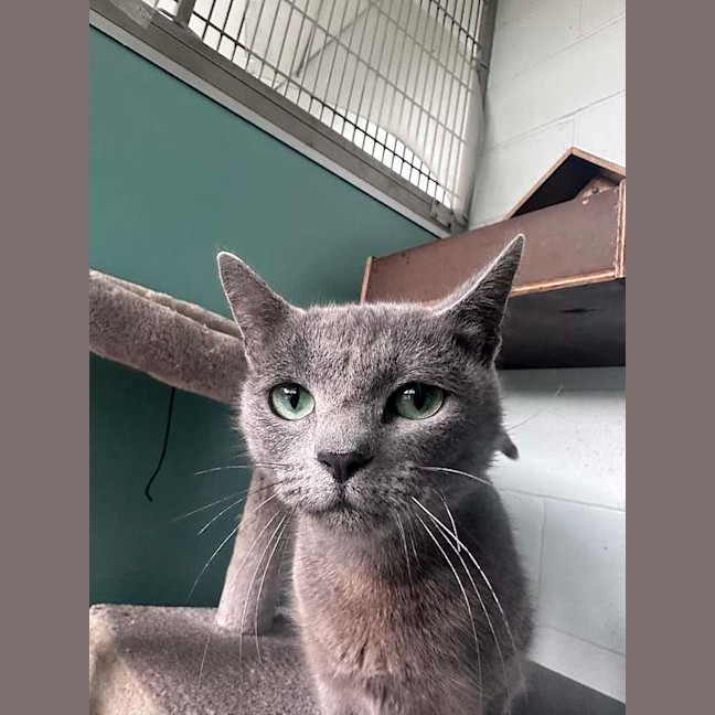 Photo of Lyra