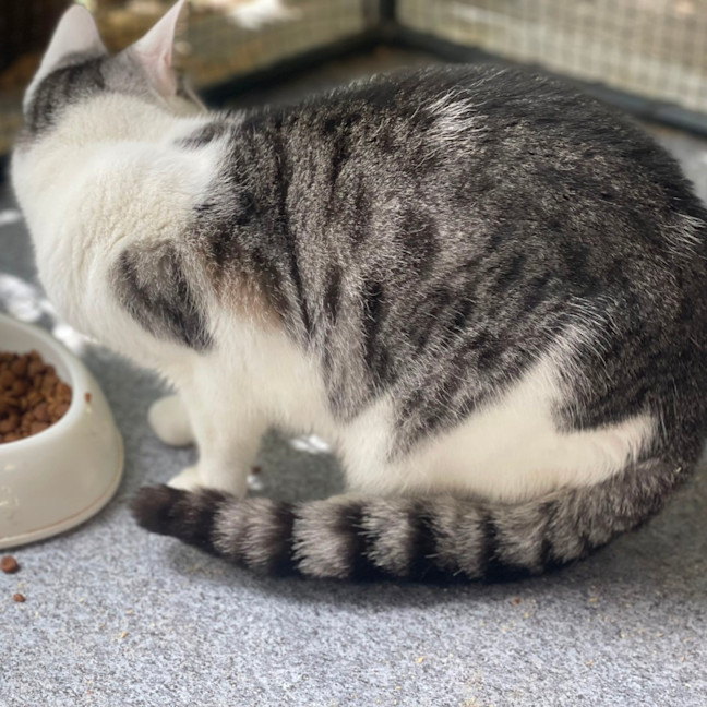 Photo of Maverick