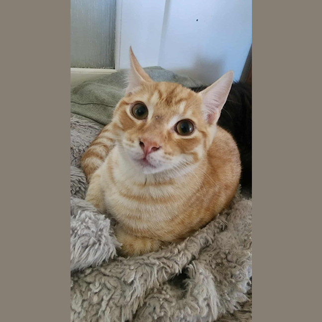 Photo of Henry   In Foster Care In Healesville