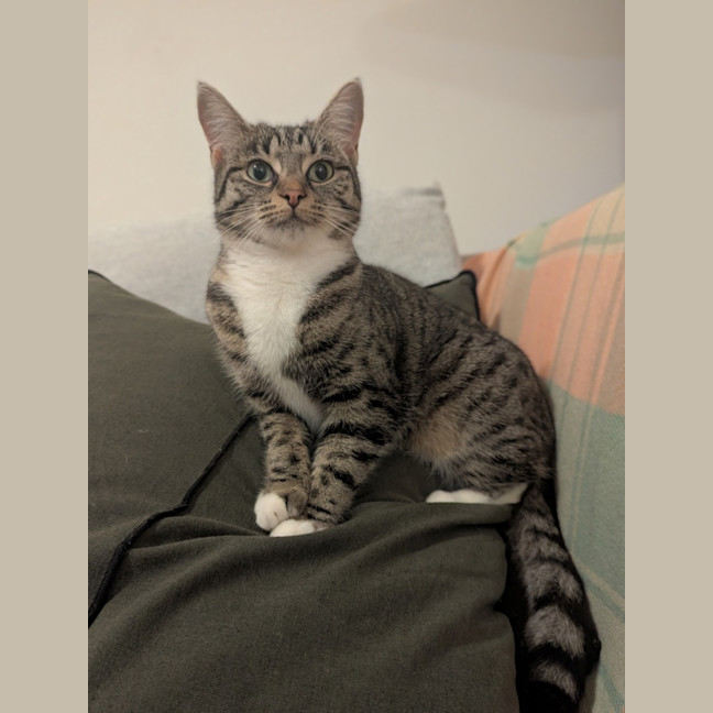 Photo of Mouse 