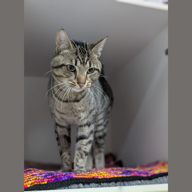 Photo of 🧃 Archibald 6433 🧃