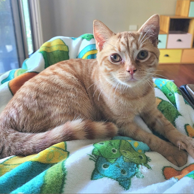 Photo of Peaches