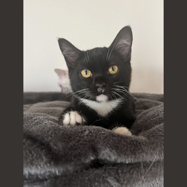 Photo of Nacho Available 19/11/24