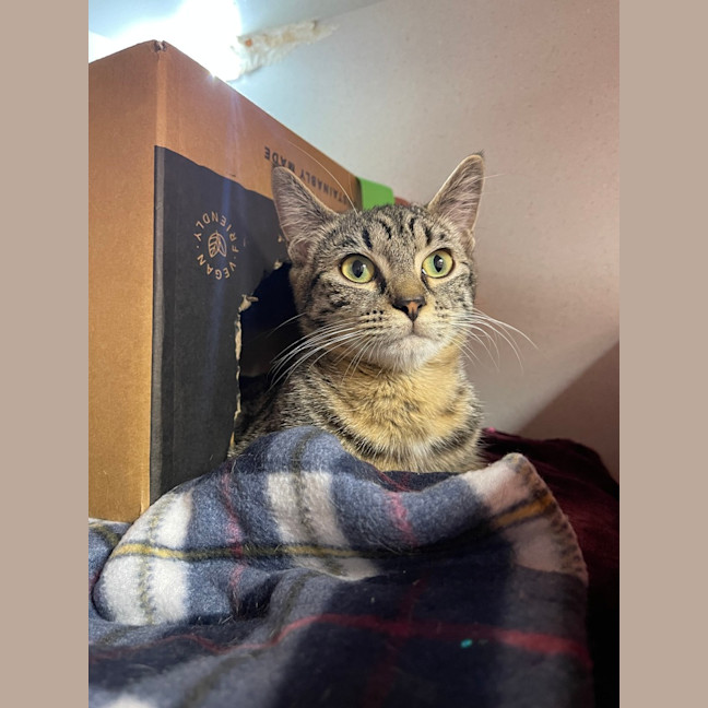 Photo of Matcha