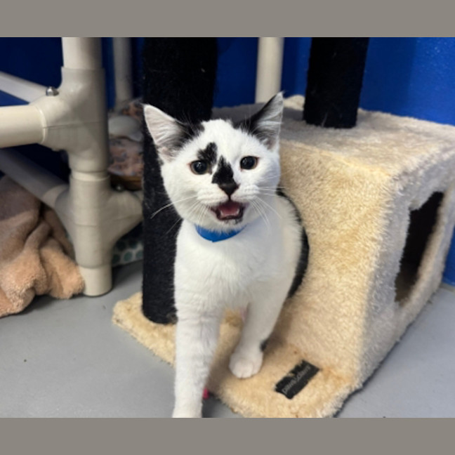 Photo of Oreo