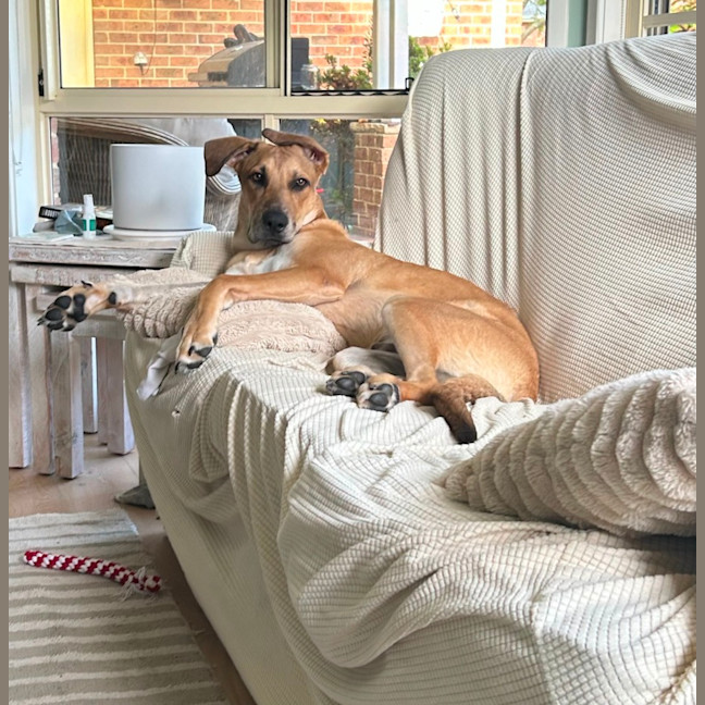 Photo of Maximus   9 Month Old German Shepherd X