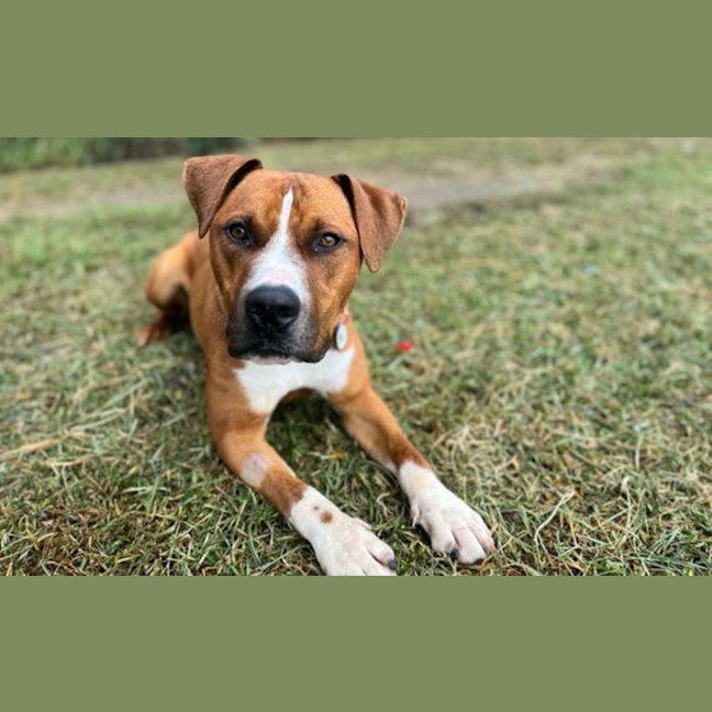 Photo of Jango