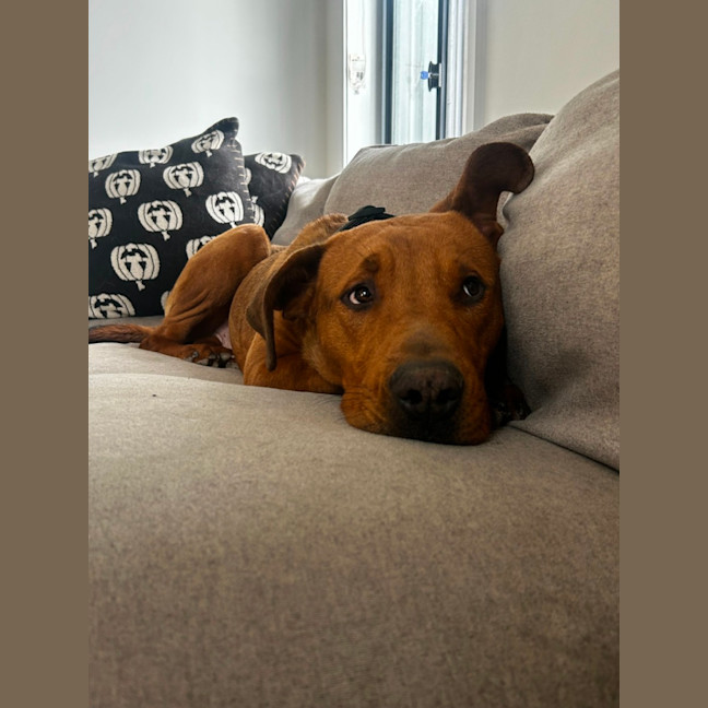 Photo of Tank   9 Month Old Mastiff X