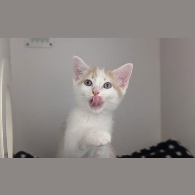 Photo of Winston