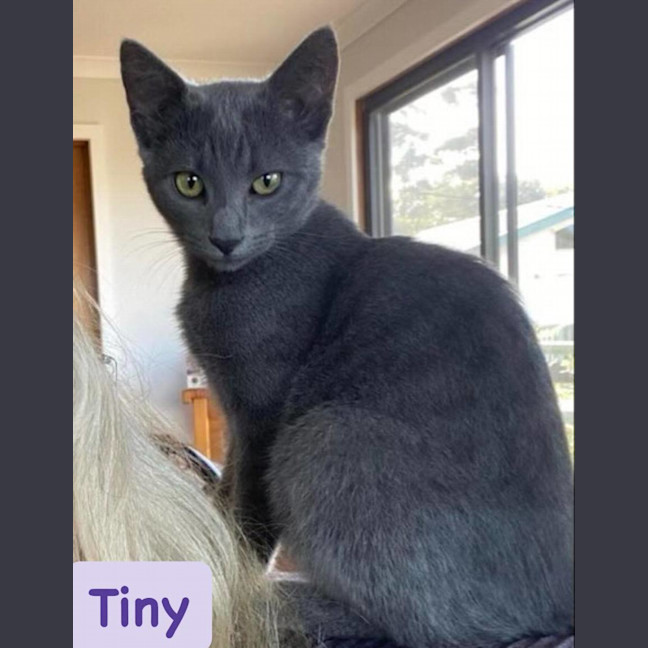 Photo of Tiny