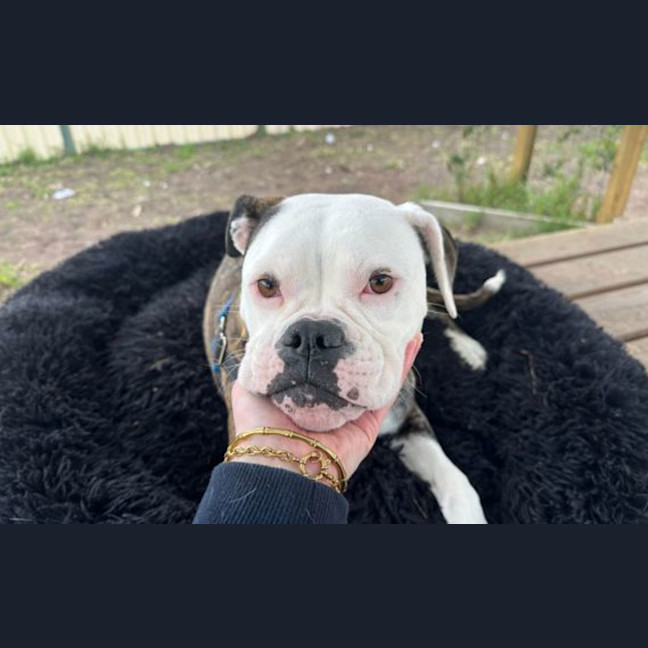 Photo of Bonnie