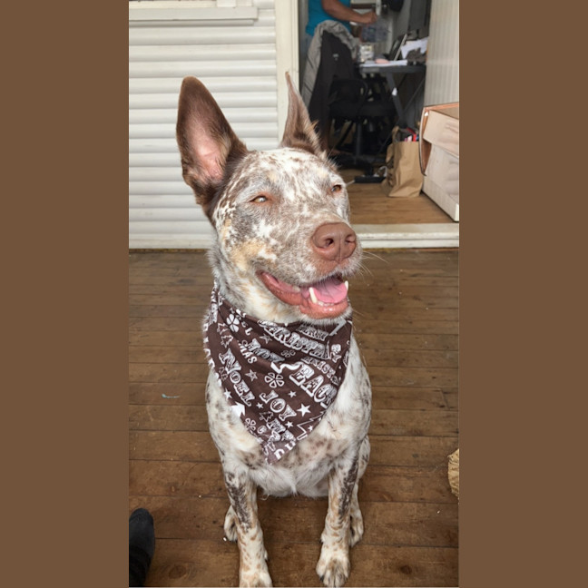 Photo of Willow   5 Year Old Cattle Dog X Kelpie
