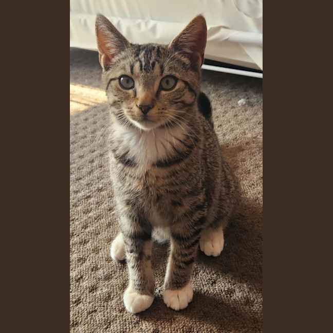 Photo of Landon   Located In Templestowe