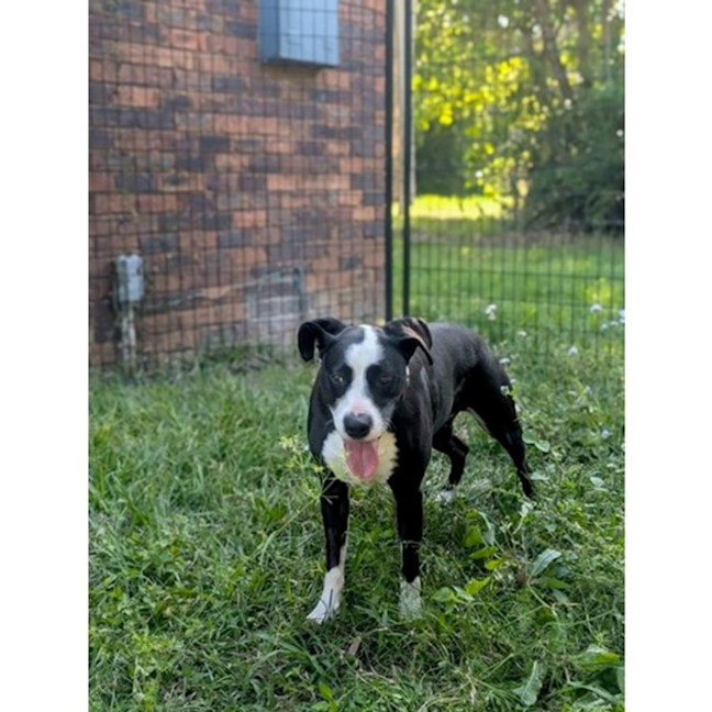 Photo of Roxy *$250 Adoption Fee*