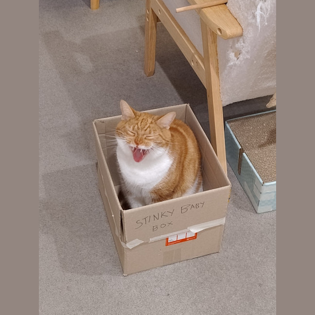 Photo of Ginger   Serious Ginger Energy 🧡