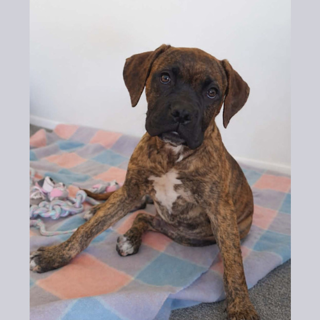 Photo of Danny Green (68345)