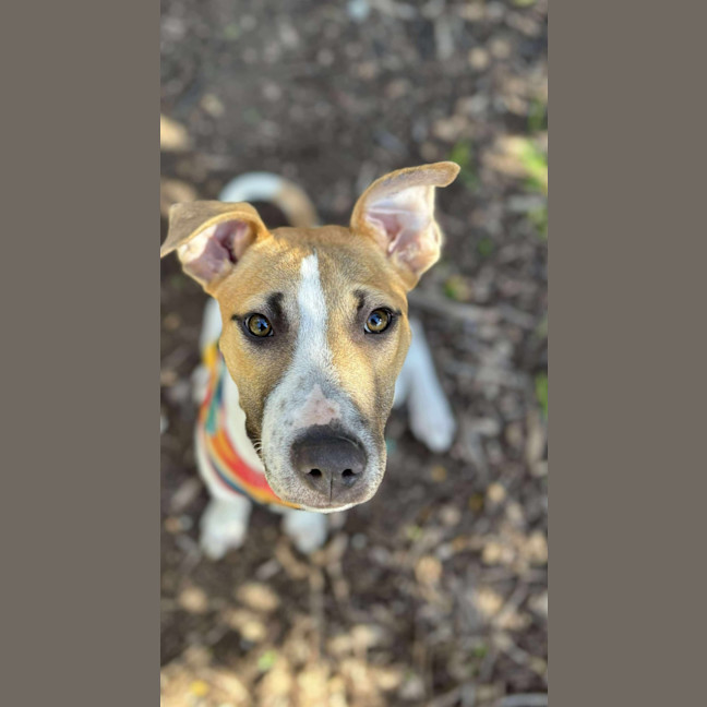 Photo of Hunter