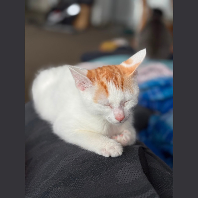 Photo of Bean **2nd Chance Cat Rescue**