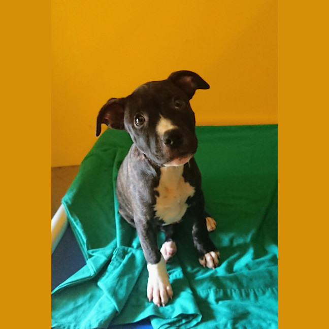Photo of Trooper