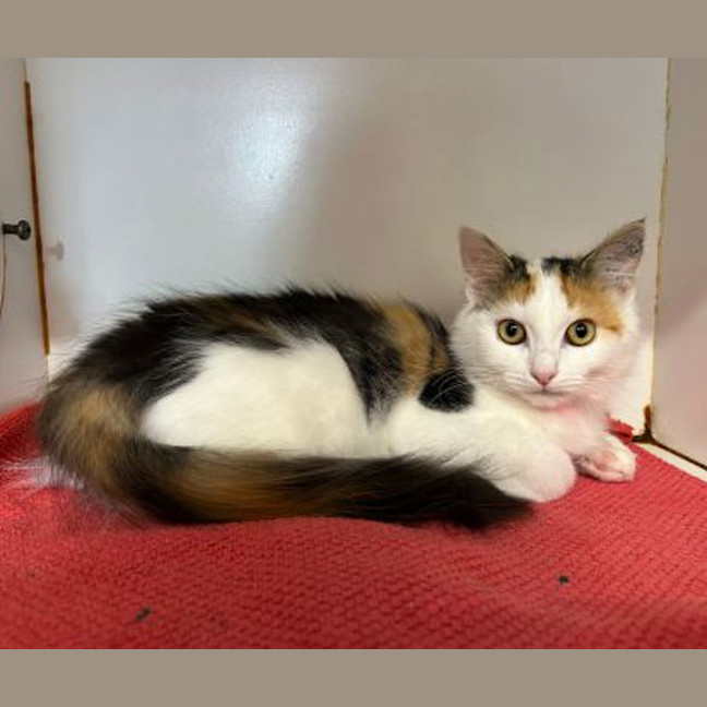 Photo of Minerva
