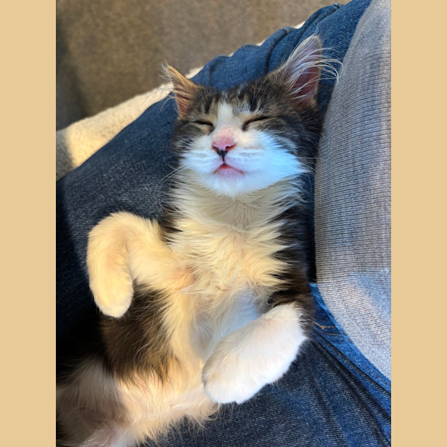Photo of Gizmo