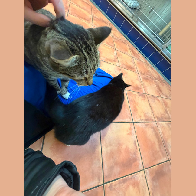 Photo of Stripey