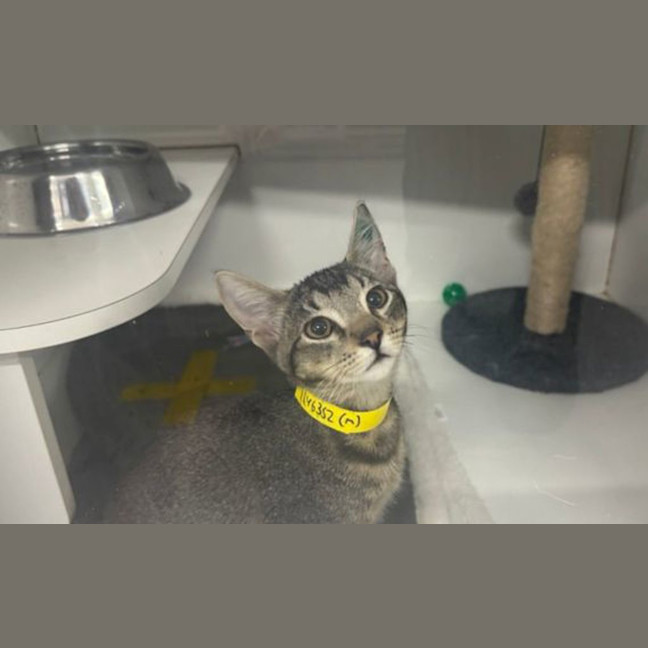 Photo of Squeak