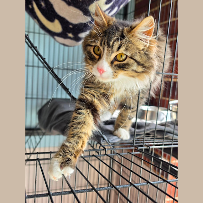Photo of Pretzel