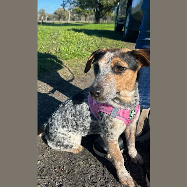 Photo of Honey