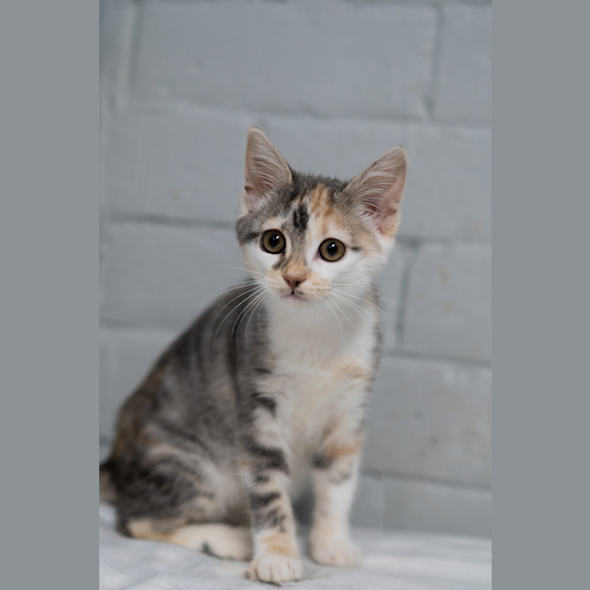 Photo of Remi