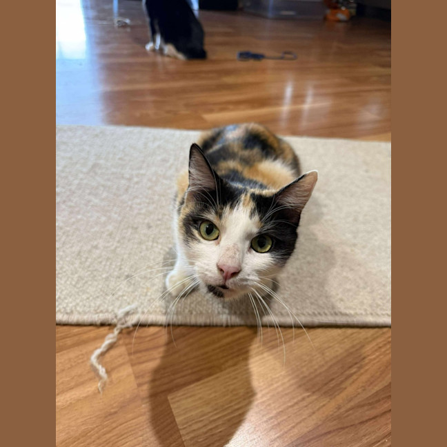 Photo of Cali