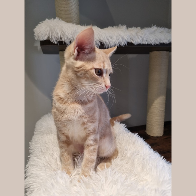 Photo of Butterscotch 