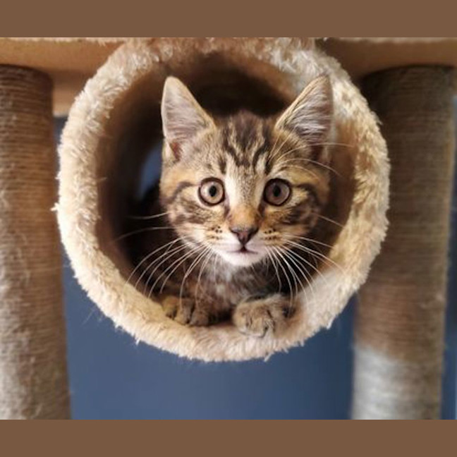 Photo of Loki